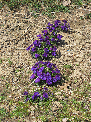 pansy mulched